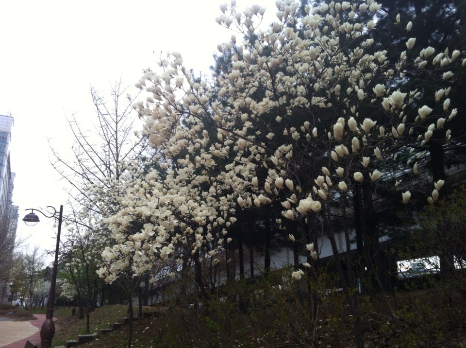 봄이 왔어요 (2).jpg